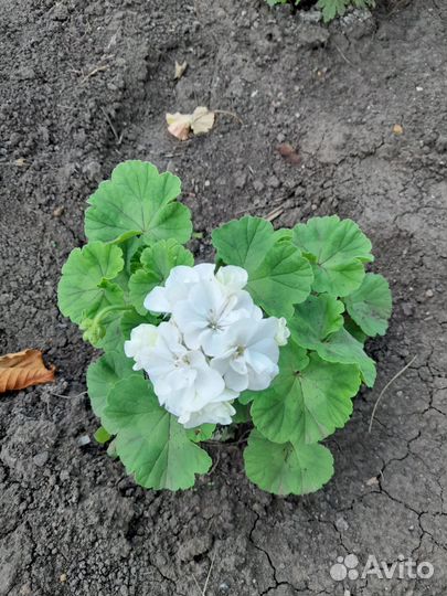 Комнатные растения цветы