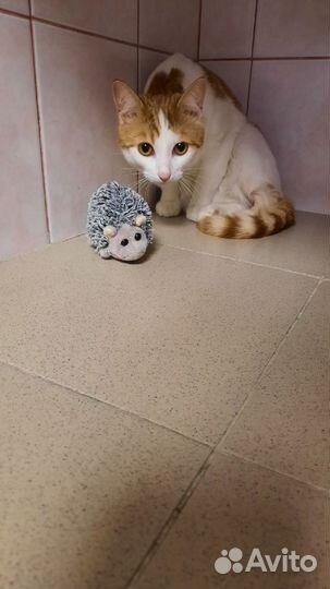 Ветеринарная помощь на дому