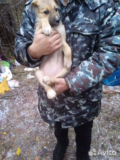 5 щенков, 3 мес, в дар, с доставкой