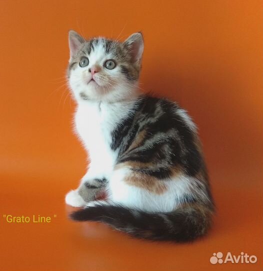 Шотландская кошечка