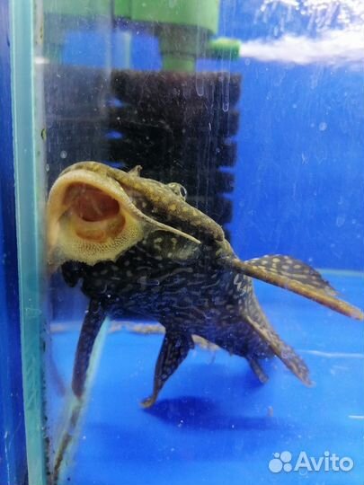 Сом Парчовый птеригоплихт