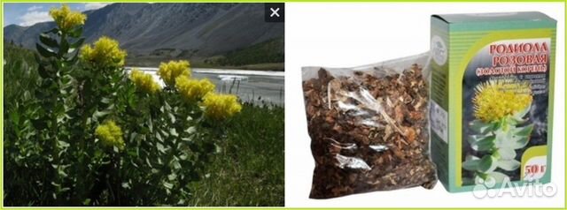 Родиола розовая 