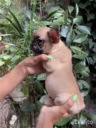 Французский бульдог