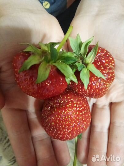 Рассада клубники разные сорта