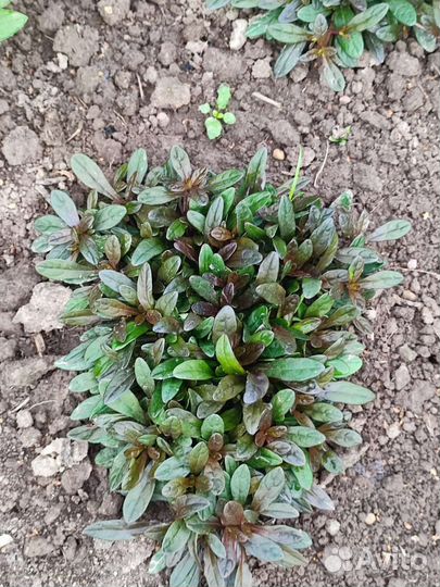 Почвопокровники