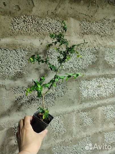 Микроцитрус (пальчиковый лайм)
