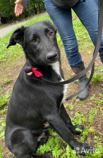 Щенок 6 месяцев