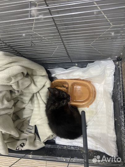 Котенок 3 мес