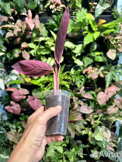 Строманта триколор