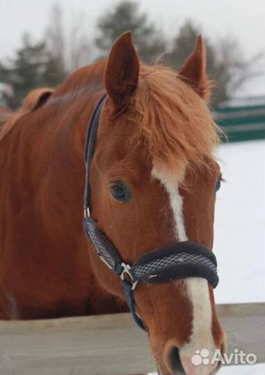 Жеребец орловский рысак