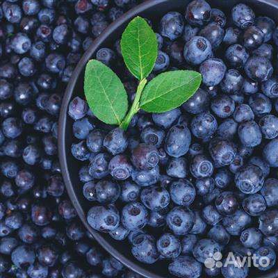Черника свежая