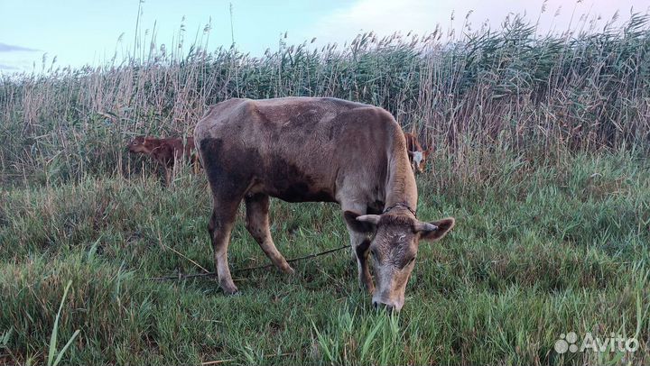 Первотелки