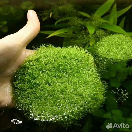 Аквариумные растения