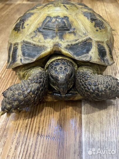 Черепаха сухопутная