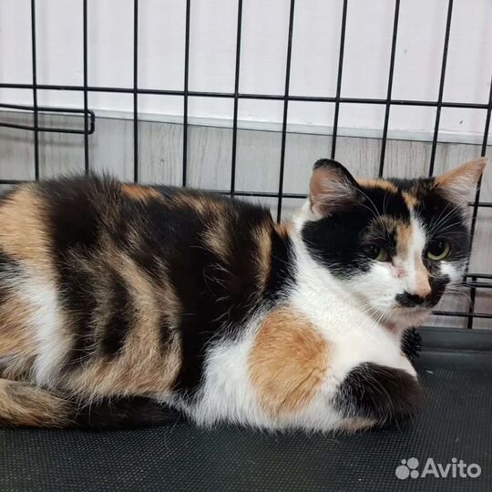 Где ты, мой человек