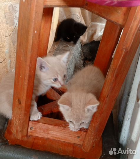 Котята бесплатно