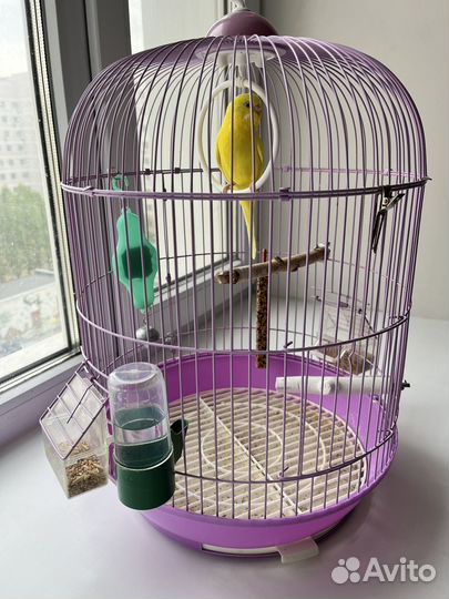 Волнистый попугай самка с клеткой