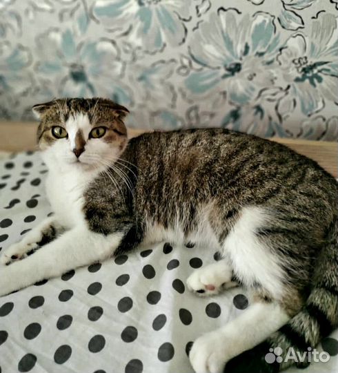 Кошечки в добрые руки