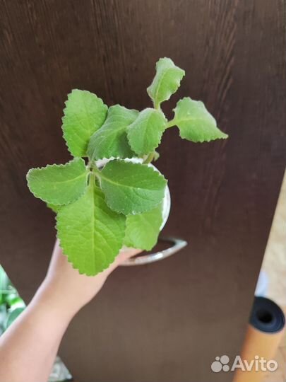 Плектрантус