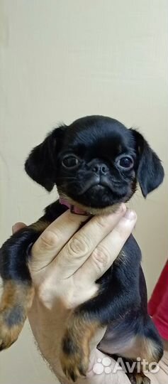 Пти-Брабансончики