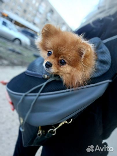 Сумка для маленьких собак