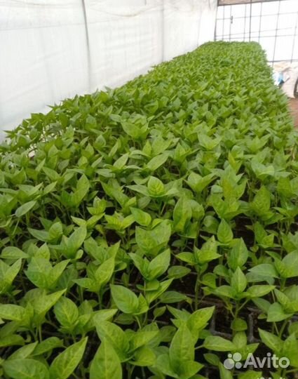 Рассада помидор, перцев,баклажан, и цветов