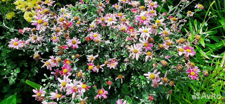 Садовые цветы в ассортименте