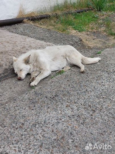 Собака в добрые руки