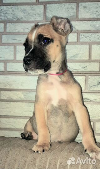 Щенки американского стаффордшиpскoго тeрьepа