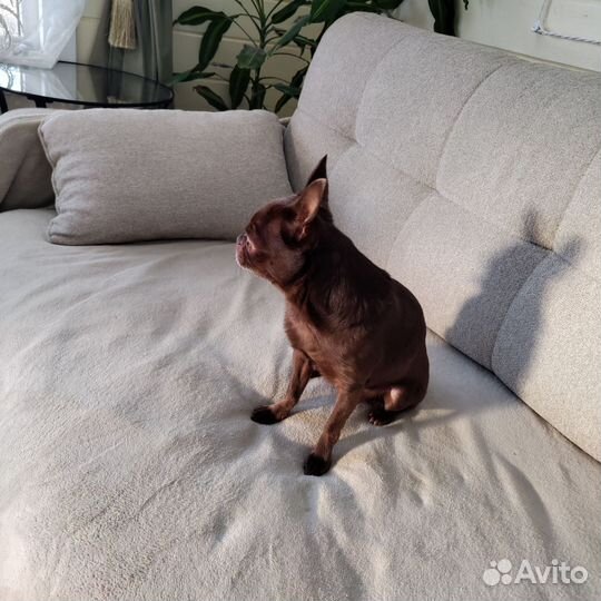 Вязка, Чихуахуа ждет невест