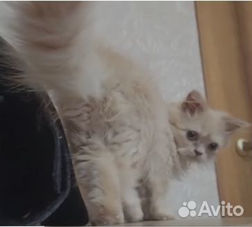 Винсент, 6 мес. Редкий окрас