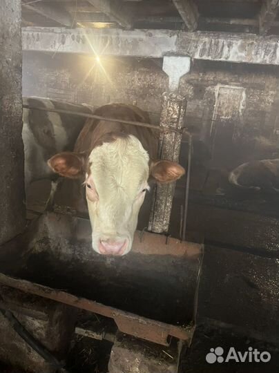 Быки на мясо 450 за кг.Со справками