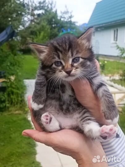 Очаровательный мальчишка ищет дом