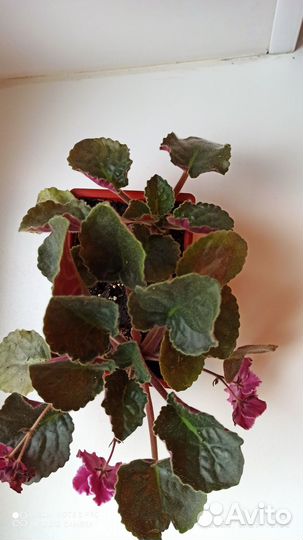 Фиалка темно-бордовая с белой каймой