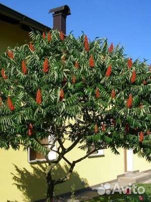 Саженцы сумах оленерогий