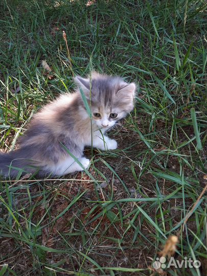 Котенок девочка в добрые руки