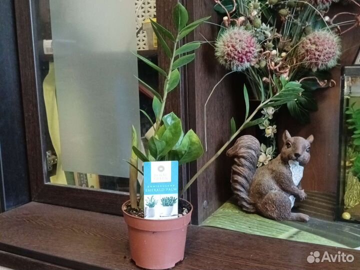 Замиокулькас