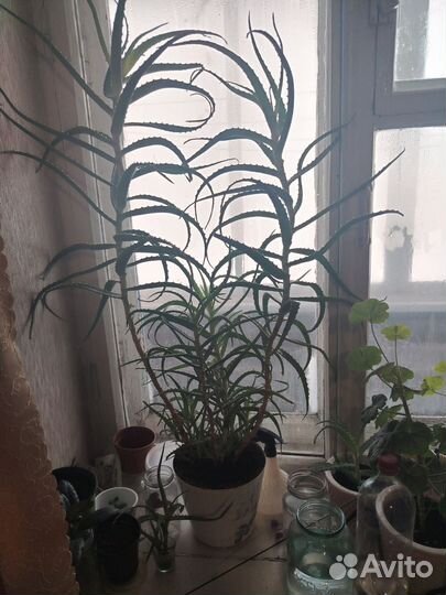 Взрослое алое