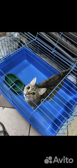 Кошечка из приюта ждет свою семью