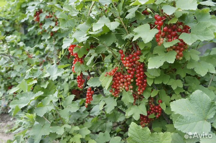 Саженцы красной смородины