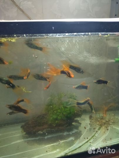 Рыбки меченосцы