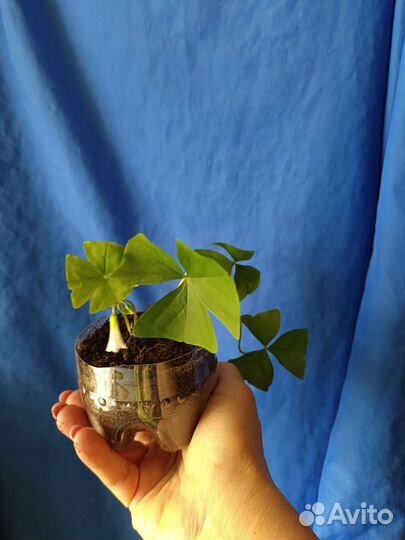 Кислица(Оксалис)