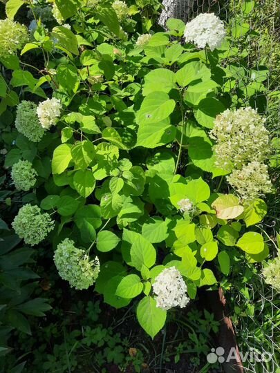 Гортензия, Сирень, Калина