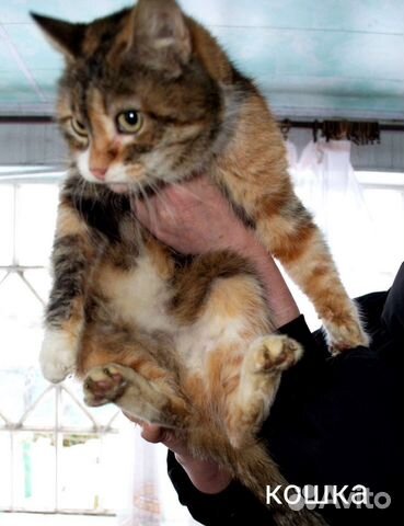 Кошек хотят усыпить