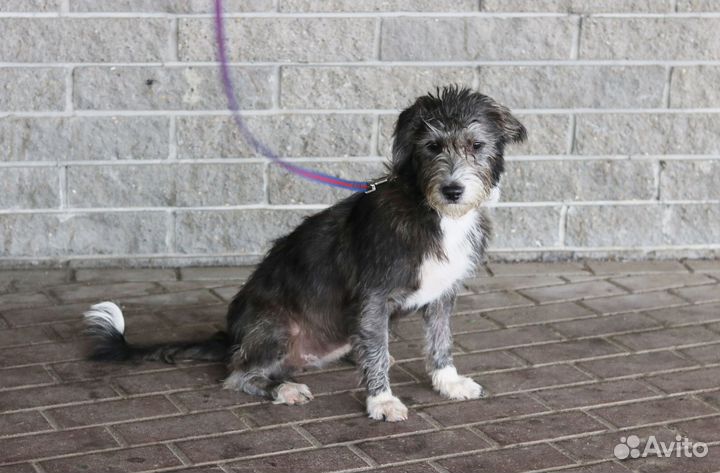 Щенок, 7 месяцев