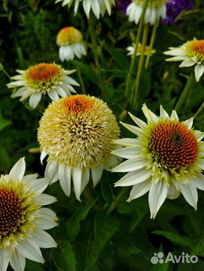 Эхинацея