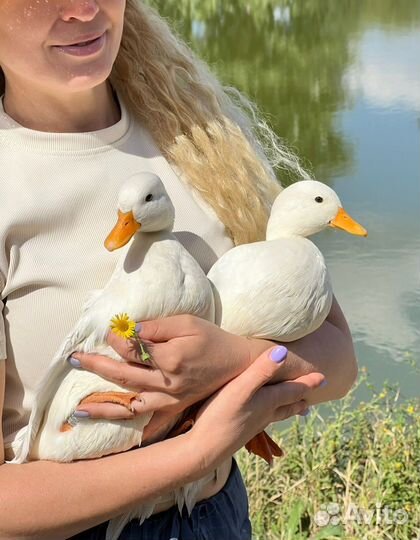 Мини кряква