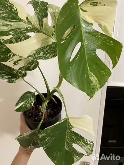 Монстера альба