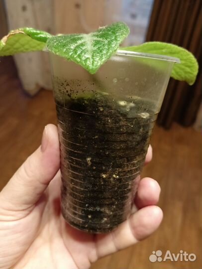 Эписция жёлтая