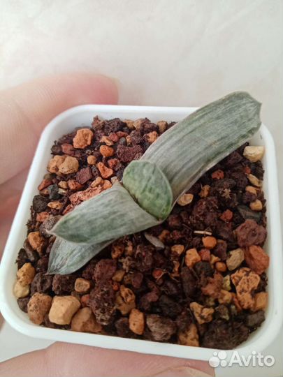 Суккуленты. Гастерии коллекционные